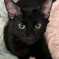 Thumbnail photo of *Mako #1