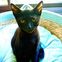 Thumbnail photo of Sandwich #4