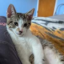 Thumbnail photo of Jasper #1