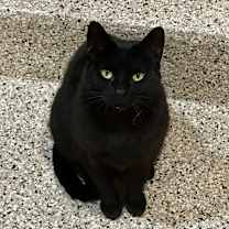 Thumbnail photo of Cookie #1