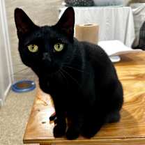 Thumbnail photo of Cookie #2