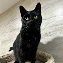 Thumbnail photo of Cookie #3