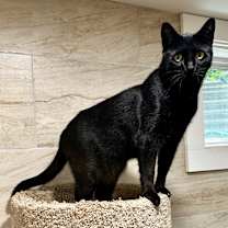 Thumbnail photo of Cookie #4