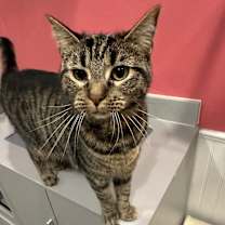adopt-pet