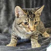 adopt-pet
