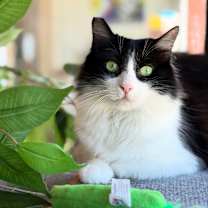 Thumbnail photo of Raccoon #1