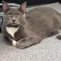 Thumbnail photo of Chip #3