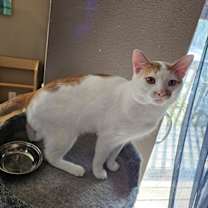 Thumbnail photo of Cheesepuff #2