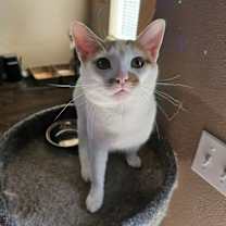 Thumbnail photo of Cheesepuff #3