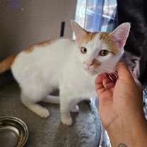 Thumbnail photo of Cheesepuff #4