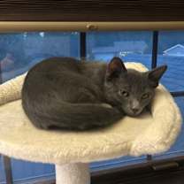 adopt-pet
