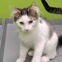 Thumbnail photo of Hyde #1