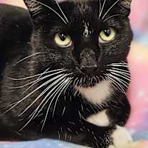 Thumbnail photo of Shadow- RC PetSmart #1