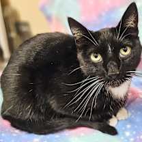 Thumbnail photo of Shadow- RC PetSmart #2