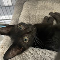 Thumbnail photo of Pip #1