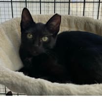 Thumbnail photo of Pip #3