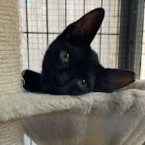 Thumbnail photo of Pip #4