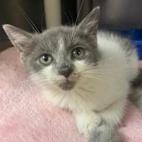 Thumbnail photo of Harry Potter #2