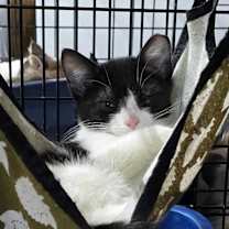 Thumbnail photo of Titan #3