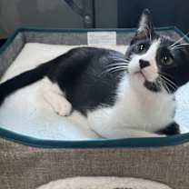 adopt-pet