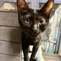 Thumbnail photo of Chunk  #3