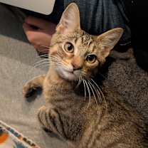 adopt-pet