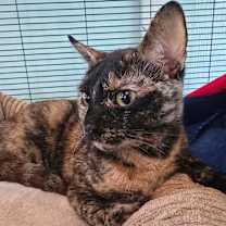 Thumbnail photo of Atraya  #2