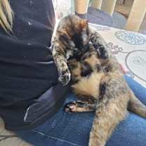 Thumbnail photo of Atraya  #3