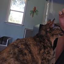 Thumbnail photo of Atraya  #4