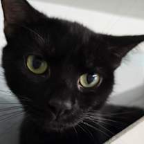 Thumbnail photo of Mamacita #1