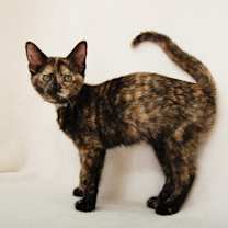 Thumbnail photo of Nymph #2