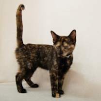 Thumbnail photo of Nymph #3