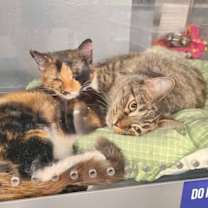 Thumbnail photo of Topaz #1