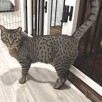 Thumbnail photo of Cookie MC   #1