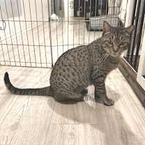 Thumbnail photo of Cookie MC   #2