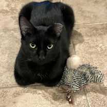 Thumbnail photo of Van Gogh #1