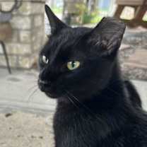 Thumbnail photo of Van Gogh #2