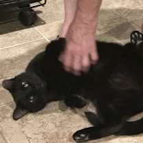 Thumbnail photo of Van Gogh #3