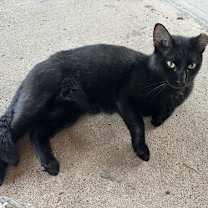 Thumbnail photo of Van Gogh #4