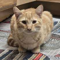 Thumbnail photo of Boston #1