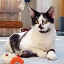 Thumbnail photo of Doodlebug #1