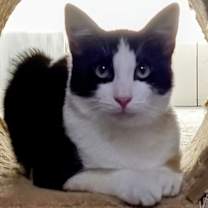 Thumbnail photo of Mantis #2