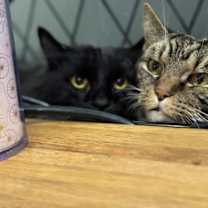 Thumbnail photo of Mr. Beau #4