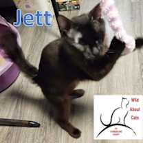 Thumbnail photo of Jett #2