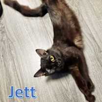 Thumbnail photo of Jett #3