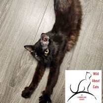 Thumbnail photo of Jett #4