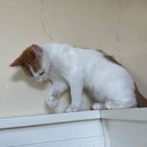 Thumbnail photo of Cheez-It #4