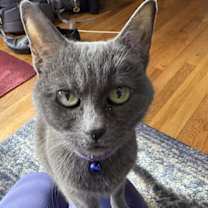 Thumbnail photo of SHADOW #1677 - Offered by Owner - Special Needs #2