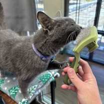 Thumbnail photo of SHADOW #1677 - Offered by Owner - Special Needs #3