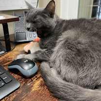 Thumbnail photo of SHADOW #1677 - Offered by Owner - Special Needs #4